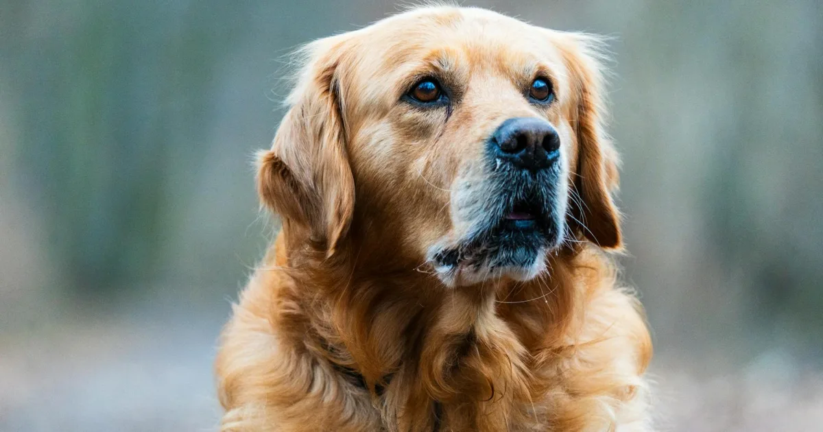 Downtown Golden, MI, MI