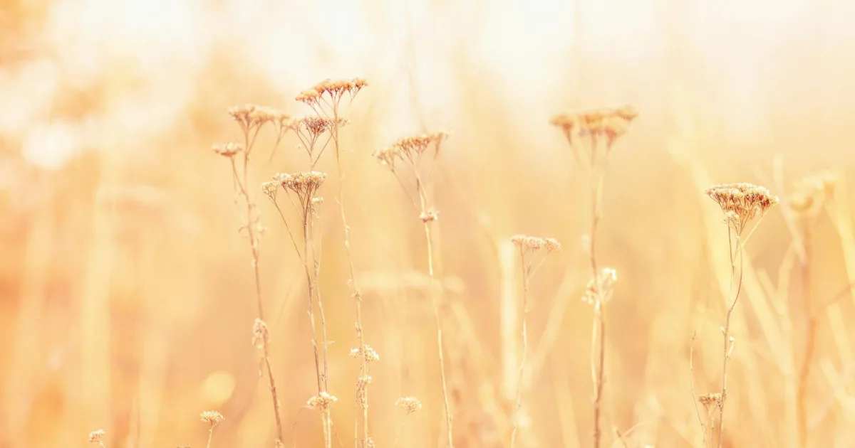 Downtown Golden Meadow, LA, LA