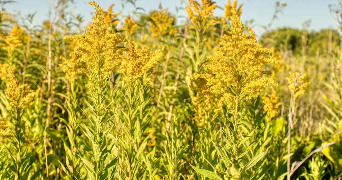 Downtown Goldenrod, FL, FL