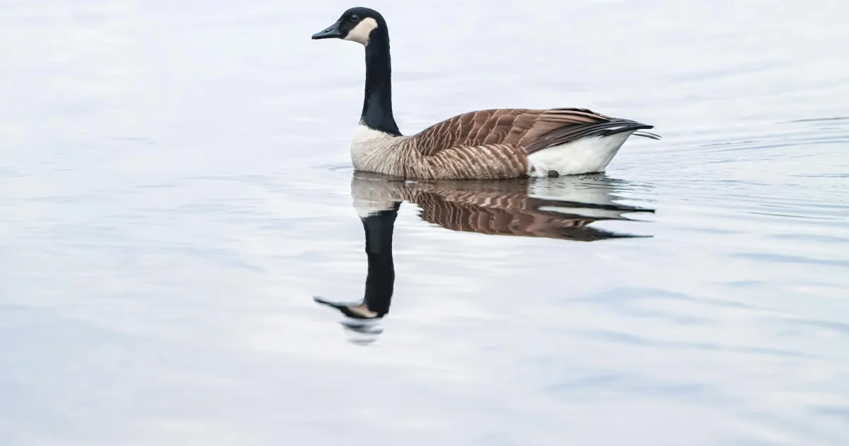 Downtown Goose Lake, IA, IA
