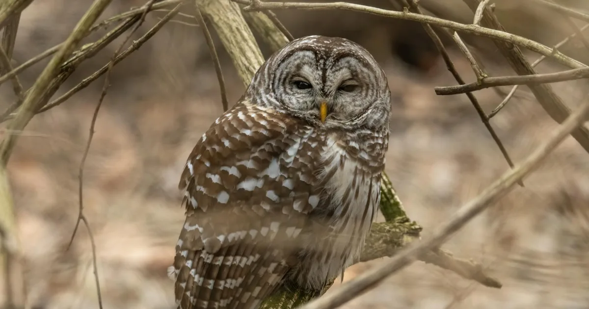 Downtown Goshen, IN, IN