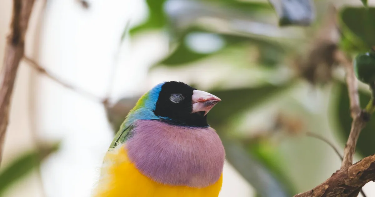 Downtown Goulding, FL, FL