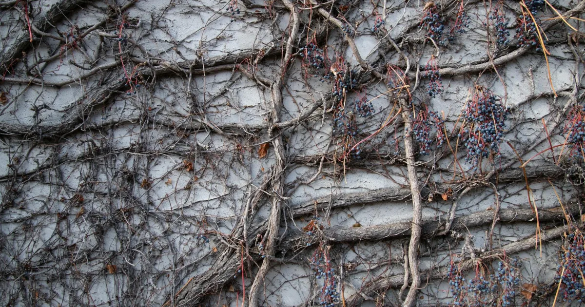 Downtown Grapewood, NC, NC