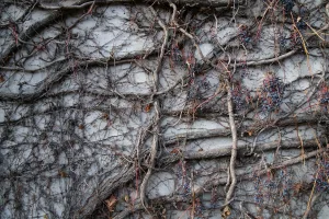 Downtown Grapewood, NC, NC