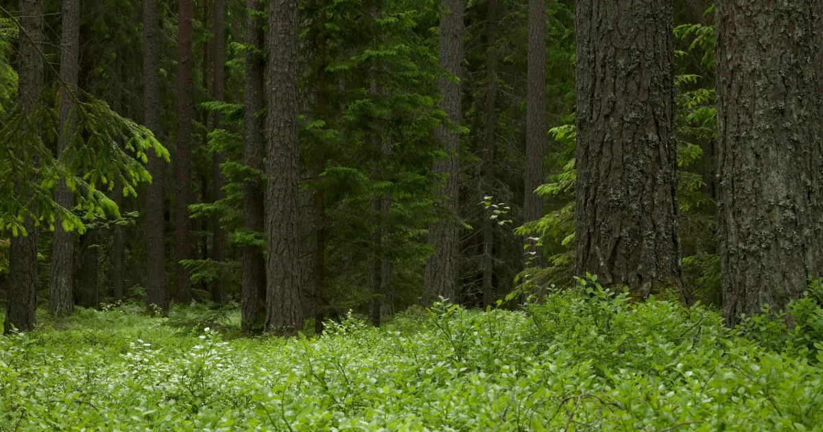 Downtown Green Forest, AR, AR