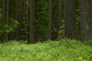 Downtown Green Forest, AR, AR