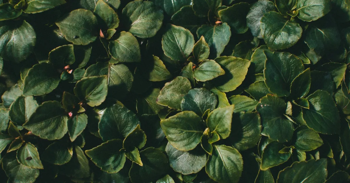 Downtown Green Haven, MD, MD