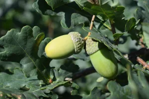 Downtown Green Oak, MI, MI