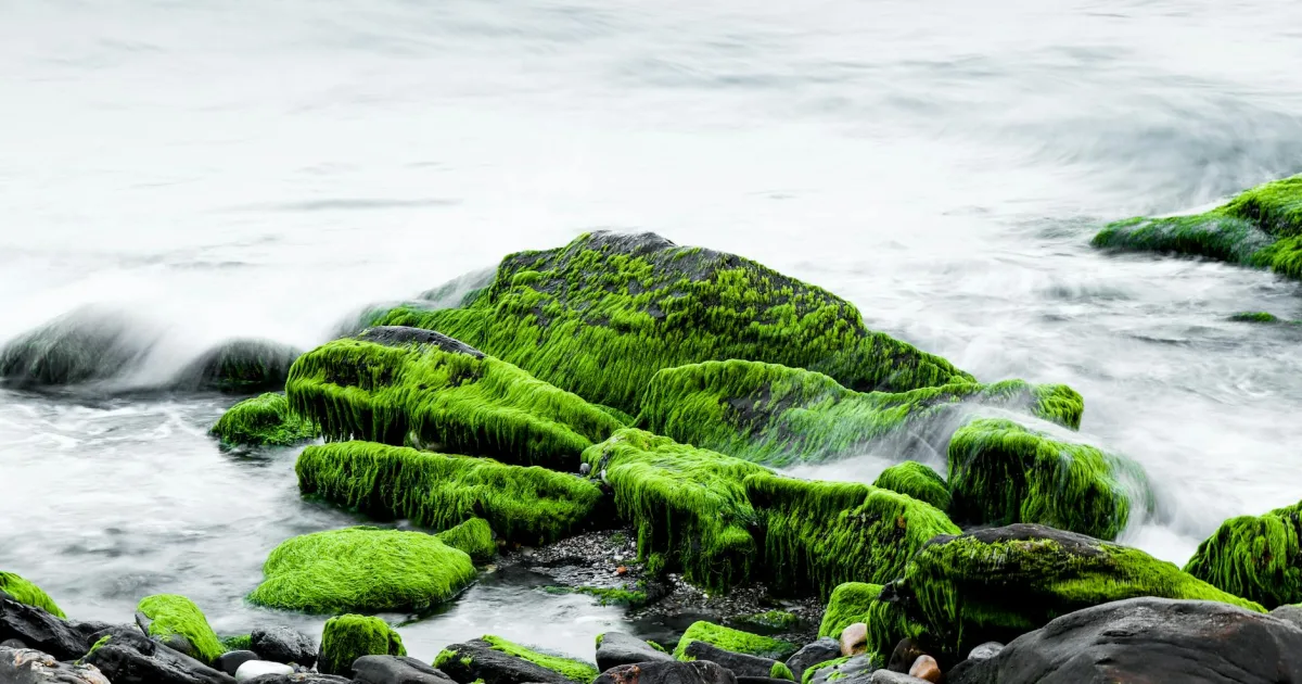 Downtown Green Rock, IL, IL