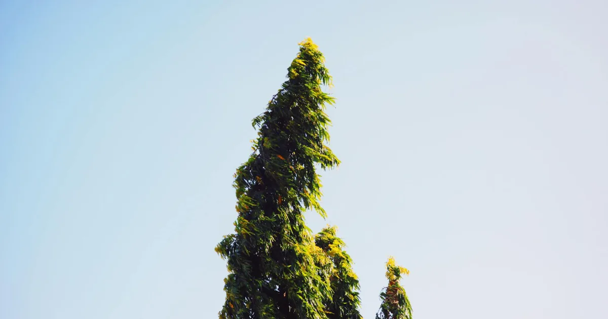 Downtown Green Tree, PA, PA