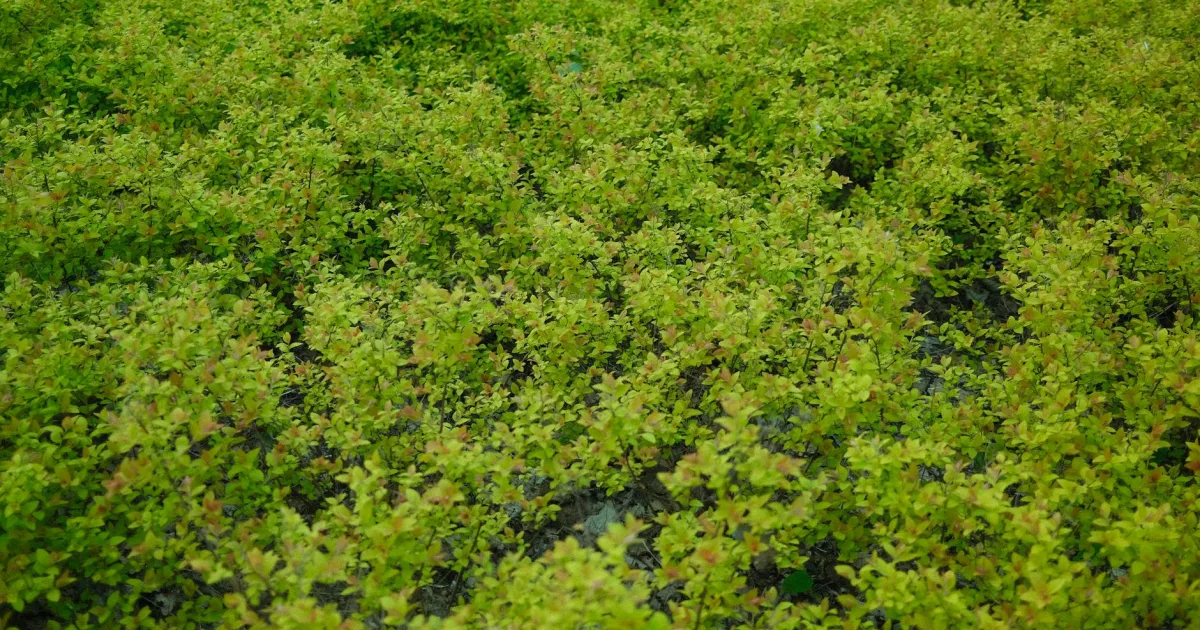 Downtown Greenbush, MI, MI