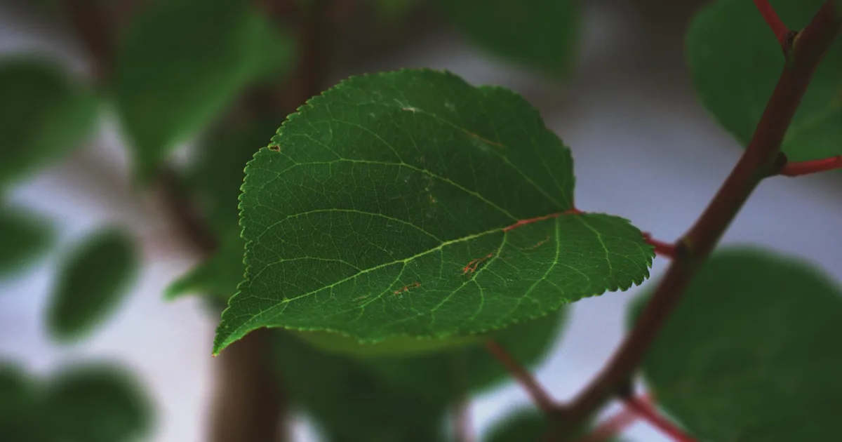 Downtown Greenleaf, KS, KS