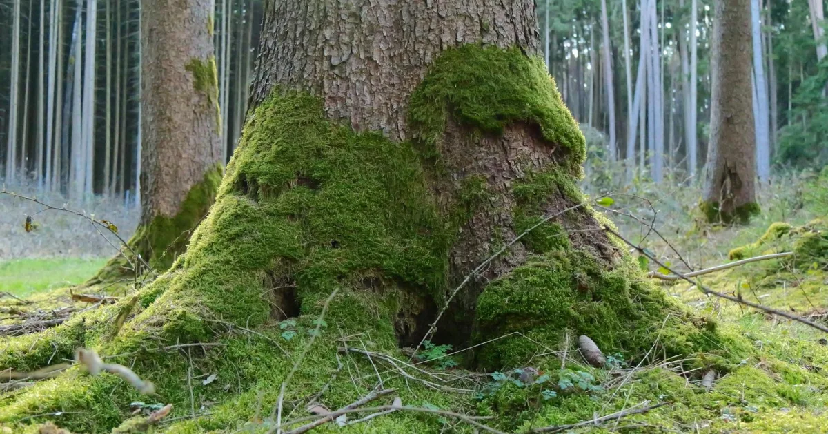 Downtown Greenwood, DE, DE