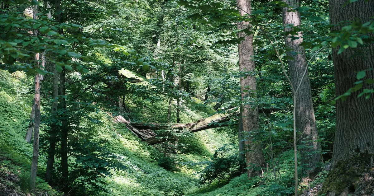 Downtown Greenwood, IL, IL