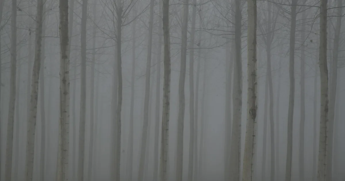 Downtown Grey Forest, TX, TX