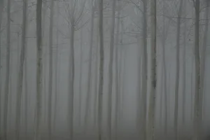 Downtown Grey Forest, TX, TX