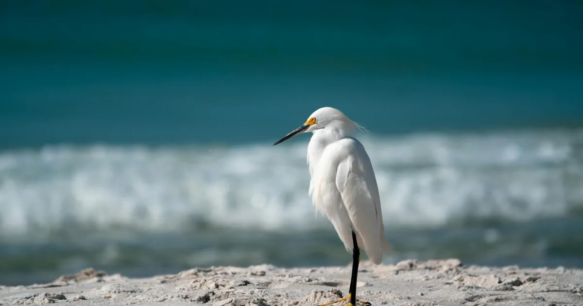 Downtown Gulf Breeze, FL, FL