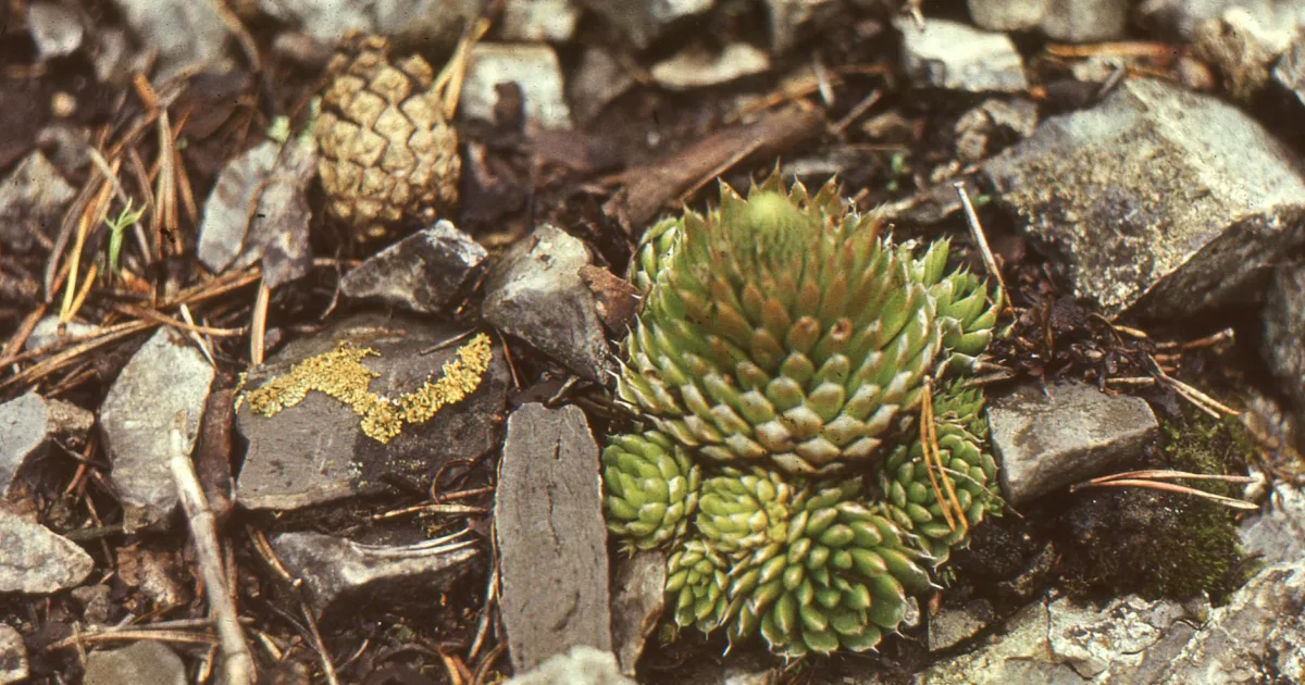 Downtown Hagerman, NM, NM