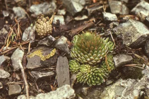 Downtown Hagerman, NM, NM