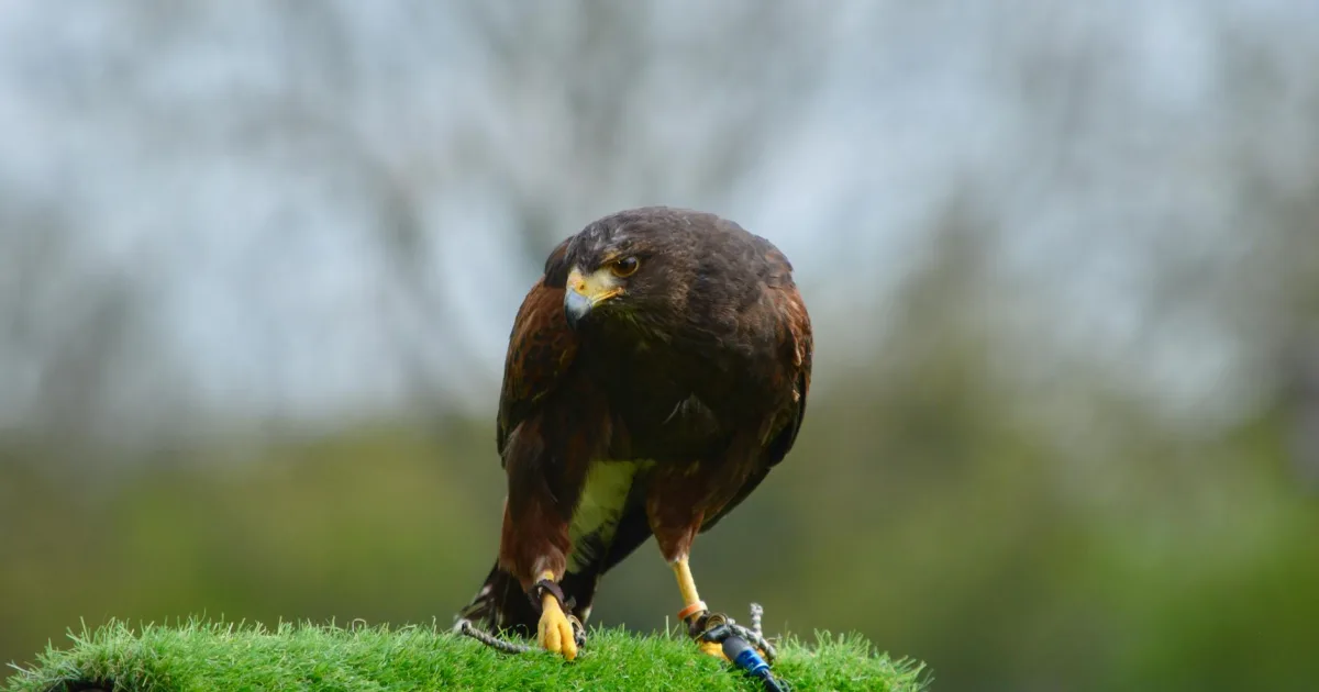 Downtown Harris, AL, AL