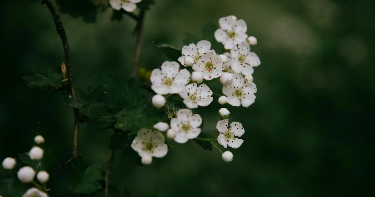 Downtown Hawthorn Woods, IL, IL