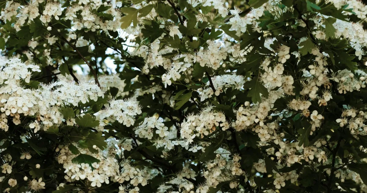 Downtown Hawthorne, NV, NV