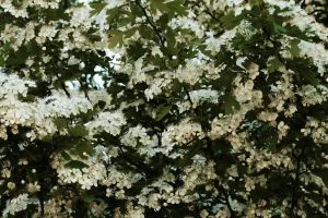 Downtown Hawthorne, NV, NV