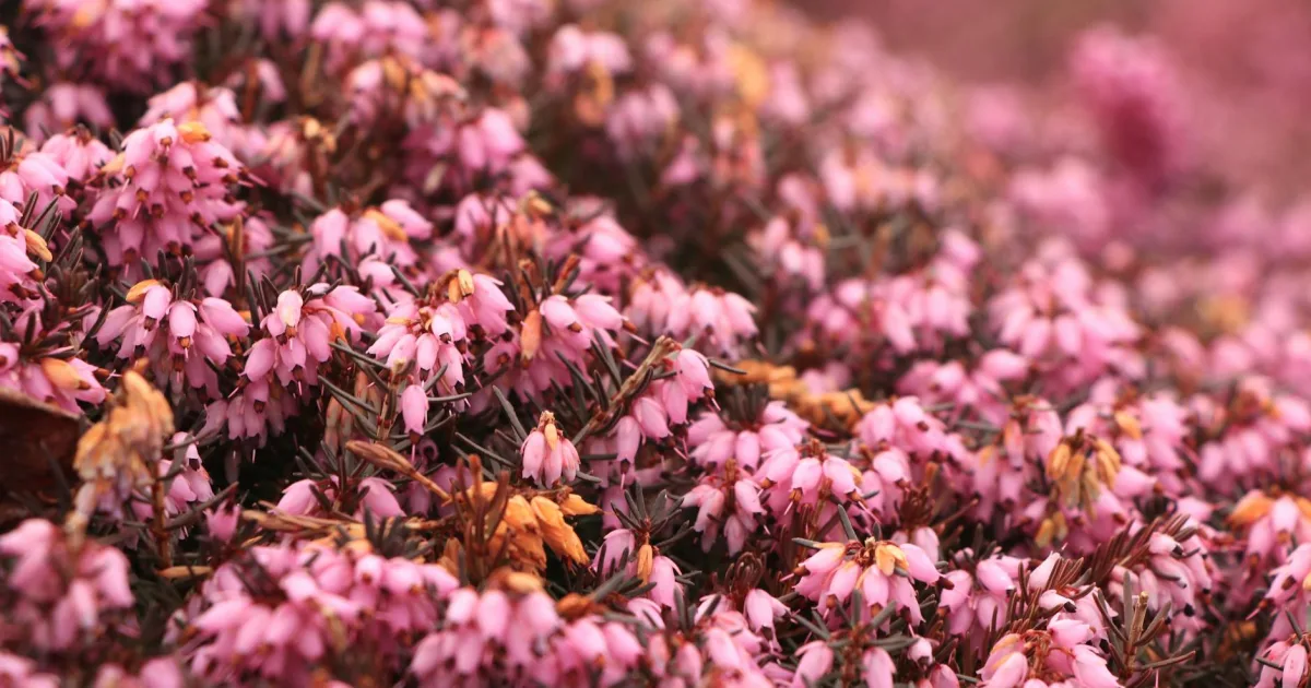 Downtown Heath Springs, SC, SC