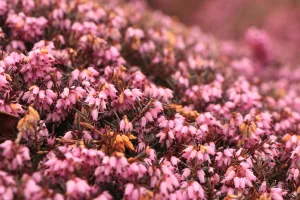 Downtown Heath Springs, SC, SC