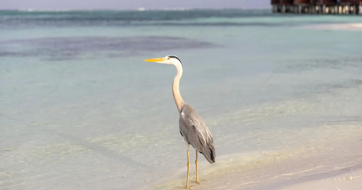 Downtown Heron Island, ME, ME