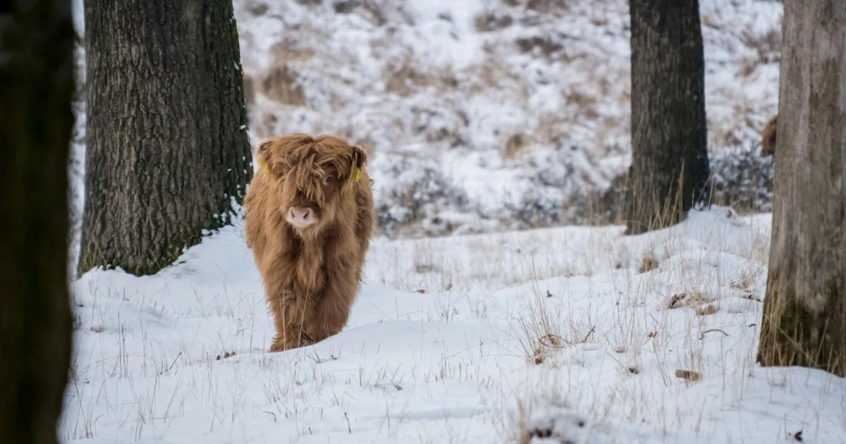 Downtown Highland Acres, DE, DE