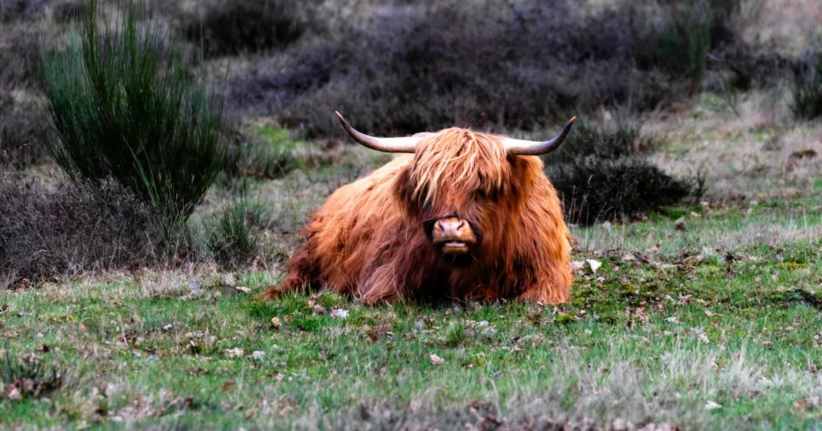 Downtown Highland, MD, MD