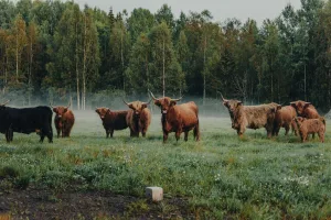 Downtown Highland, UT, UT