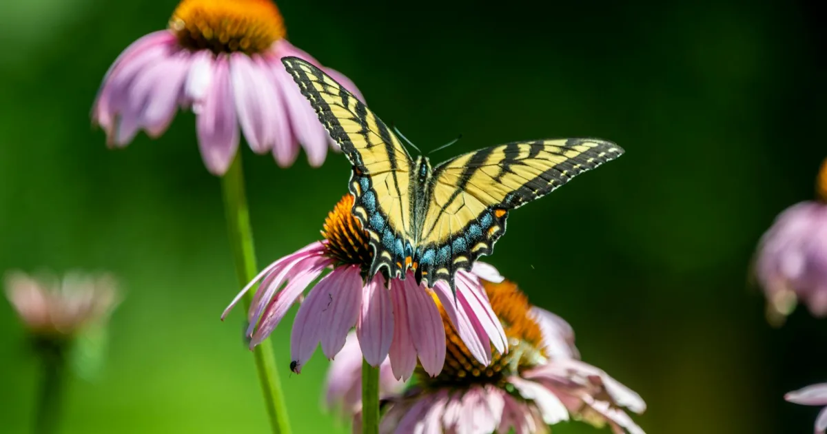 Downtown Holiday Heights, NJ, NJ