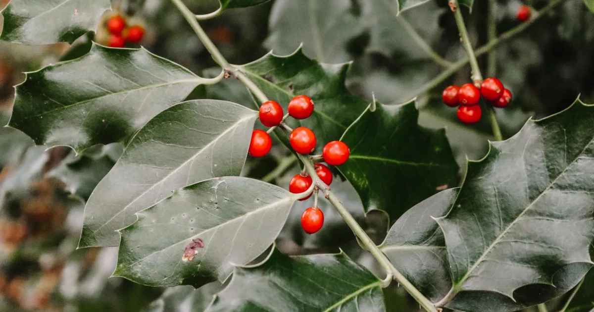 Downtown Hollis, IL, IL