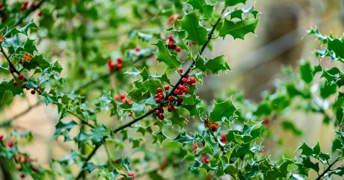 Downtown Hollis, NH, NH