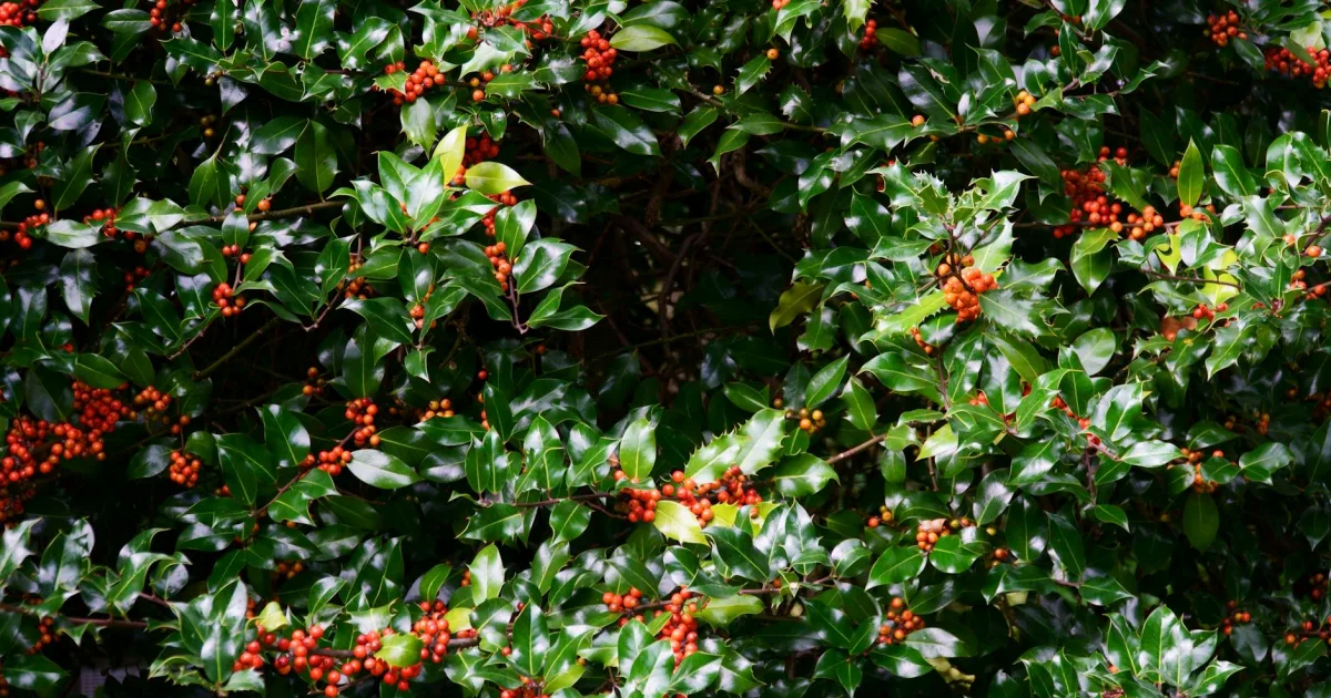 Downtown Hollyberry, GA, GA