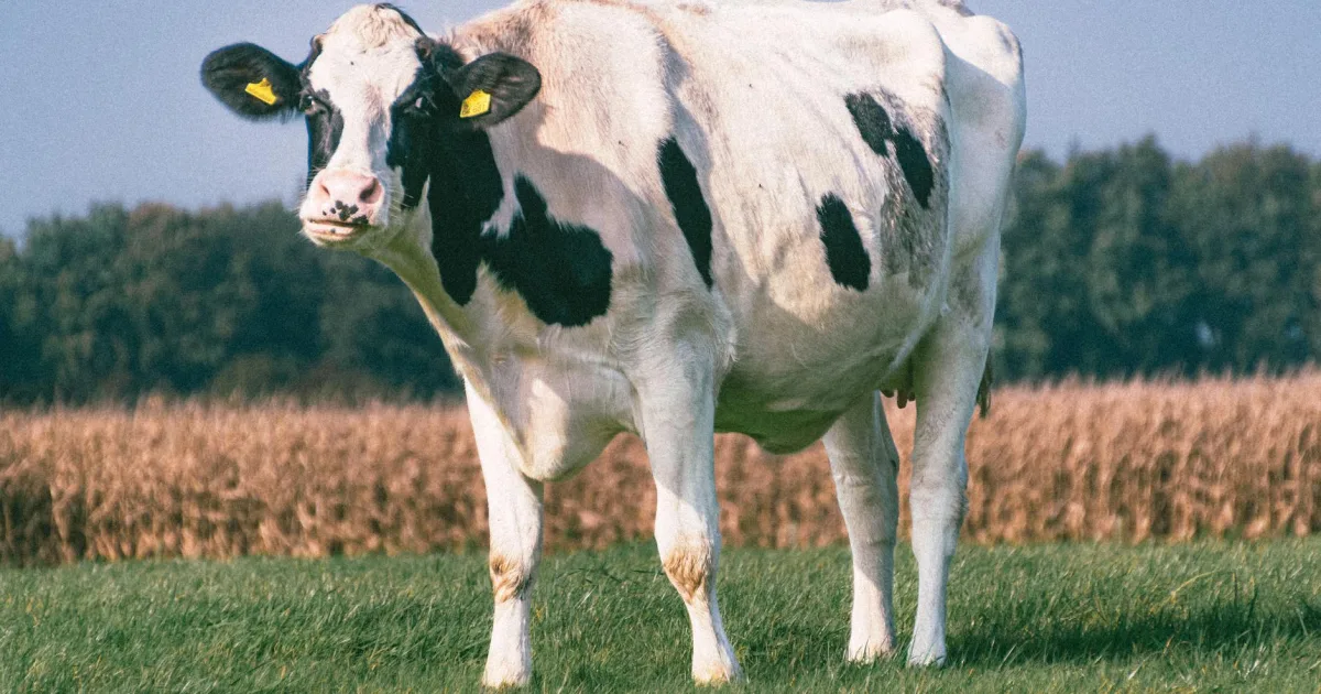 Downtown Holstein, IA, IA