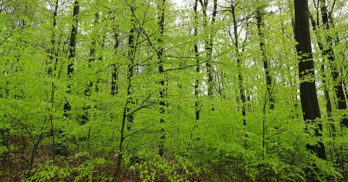 Downtown Hopwood, PA, PA