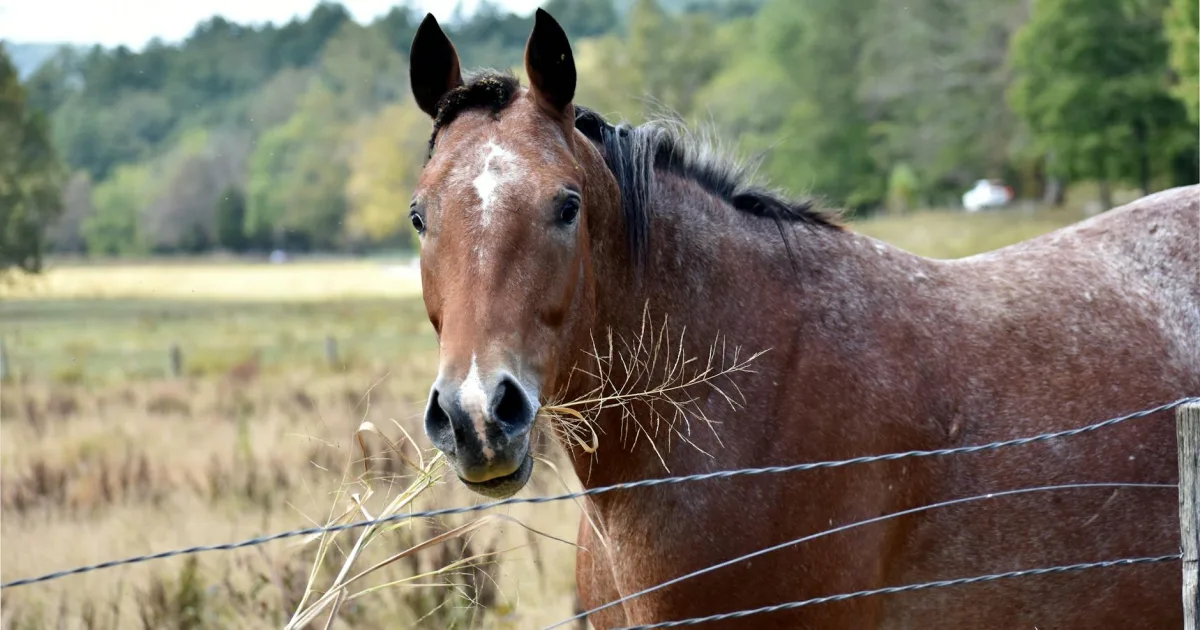 Downtown Horse Pasture, VA, VA