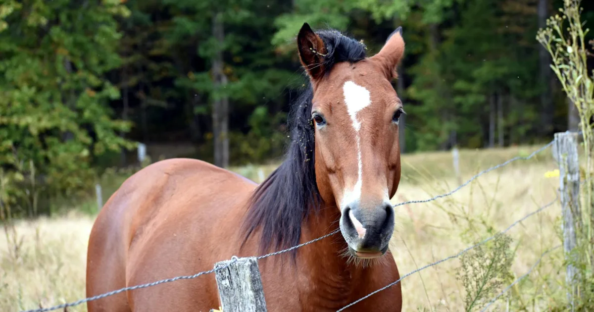 Downtown Horse Shoe, NC, NC