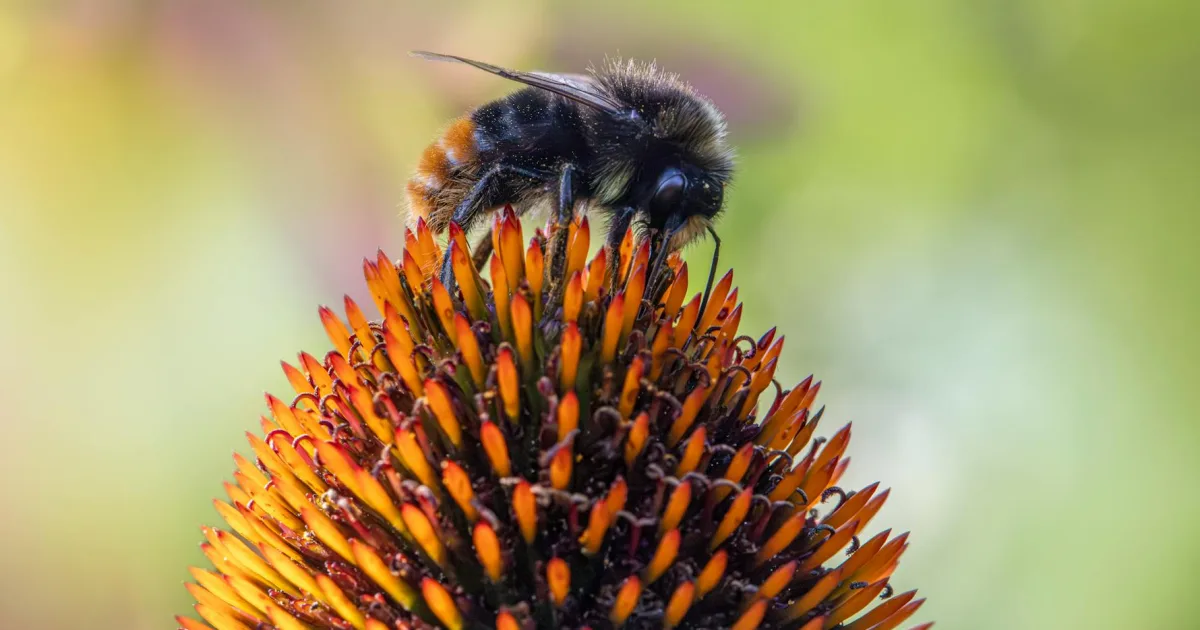 Downtown Hummels Wharf, PA, PA