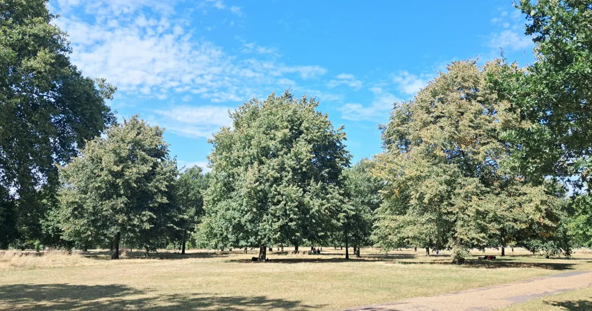 Downtown Hyde Park, IL, IL