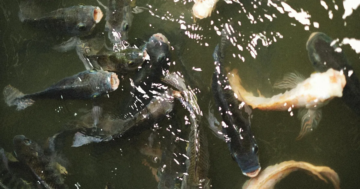 Downtown Kalaoa, HI, HI