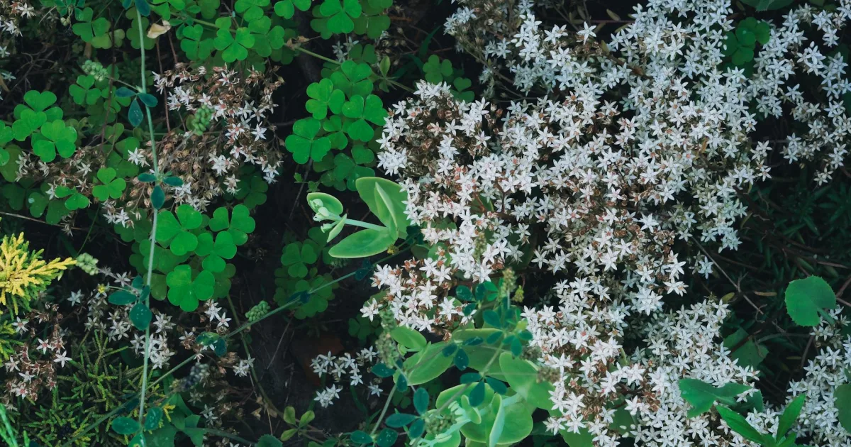 Downtown Keokuk, IA, IA