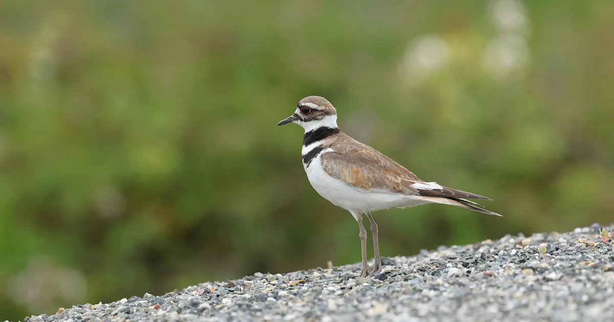 Downtown Kildeer, IL, IL