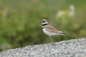 Downtown Kildeer, IL, IL