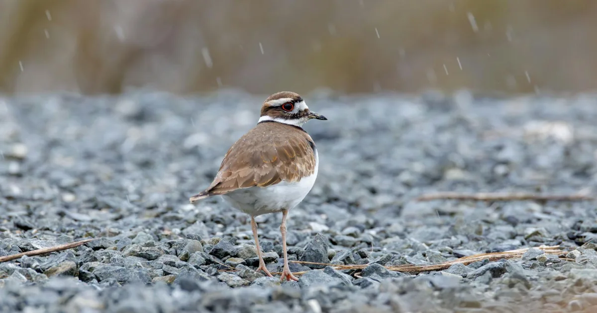 Downtown Killdeer, ND, ND