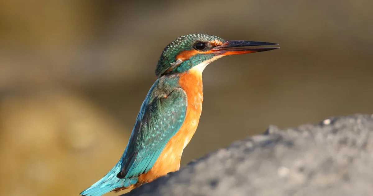 Downtown Kingfisher, OK, OK