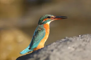 Downtown Kingfisher, OK, OK